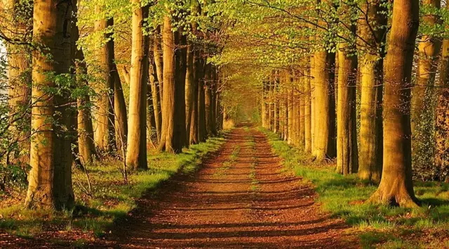 构图在摄影中的到底有哪些作用？